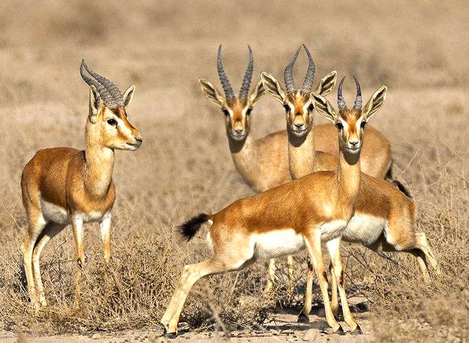 Kavir National Park